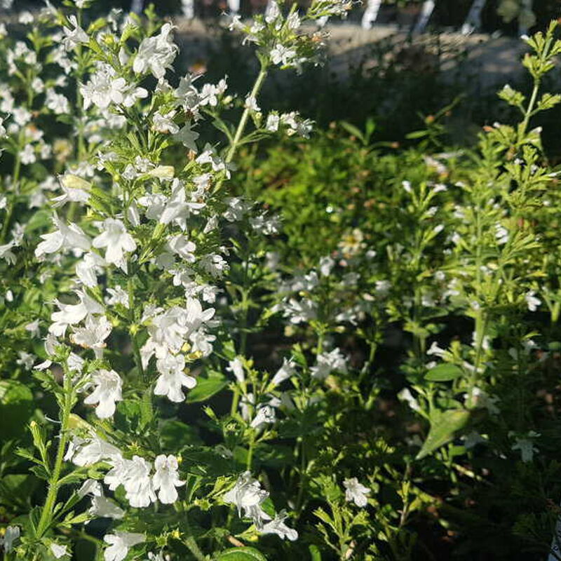 Calamintha nepeta 'White Cloud' ---